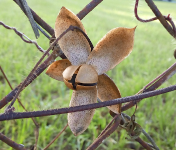[This front side view of the fruit has the petals completely pulled away from the center and in the same plane as two are up, one is down and two are to the sides. The fruit is split open into four equal parts as if it was sliced vertically and then horizontally. The fruit shell is quite thin. The dark seeds inside are partially visible through the split openings. ]